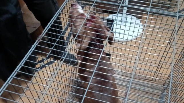 El pitbull que atacó a una nena de 6 años también recibió un fuerte golpe para que dejara a la criatura&nbsp;