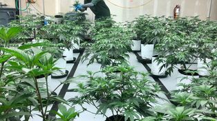 La sobreoferta de marihuana lleva a la quiebra a los cultivadores de EEUU