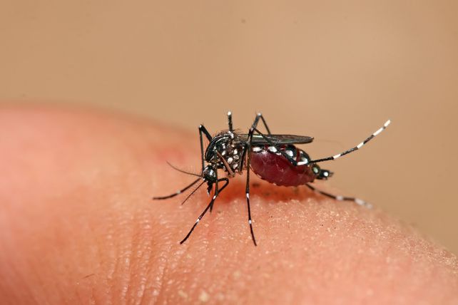 Dengue: el Municipio realiza operativos de bloqueo para prevenir la enfermedad