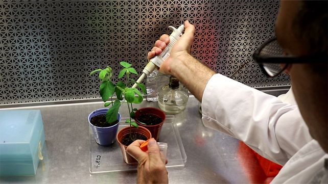 Ingeniería genética al servicio de la soja: mejoran biofertilizantes para aumentar la productivida