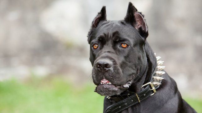 La Municipalidad suma un formulario online para registrar perros de razas peligrosas