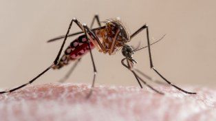 Santa Fe fue la segunda provincia con más casos de dengue en el país este 2023