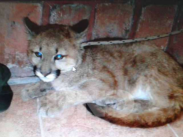 Secuestraron un cachorro de puma de tres meses en San Cristóbal