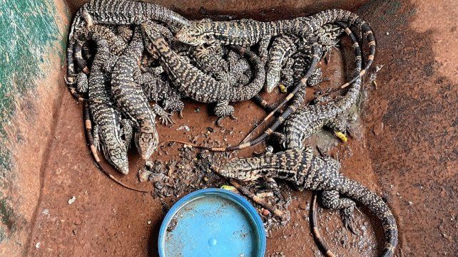 Allanamientos en Paraná y en otras provincias por tráfico de fauna silvestre