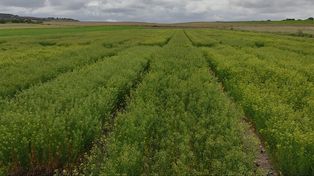 Camelina, el cultivo intermediario entre renta y servicio que disminuye la huella de carbono