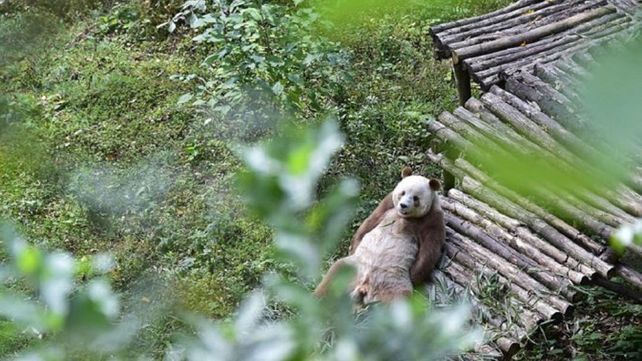 El panda más triste del mundo: lo discriminan por ser marrón y le comen el bambú