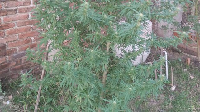 Plantas de marihuana que encontraron en el patio del detenido