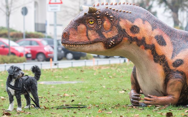 Un perro mira un modelo de Carnotaurus que se exhibe frente al Landesmuseum