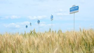 Brasil apuesta al trigo HB4 para duplicar su producción
