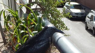 Los balcones de Rosario se están poblando de cuervos negros de plástico que ahuyentan a las palomas colaborando con la salud y la limpieza.
