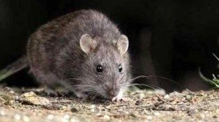 Los casos de hantavirus en la provincia no son muy esporádicos y descartan grandes brotes