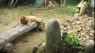 Video: la increíble historia de una gata que visita diariamente la tumba de su dueño muerto hace dos años 
