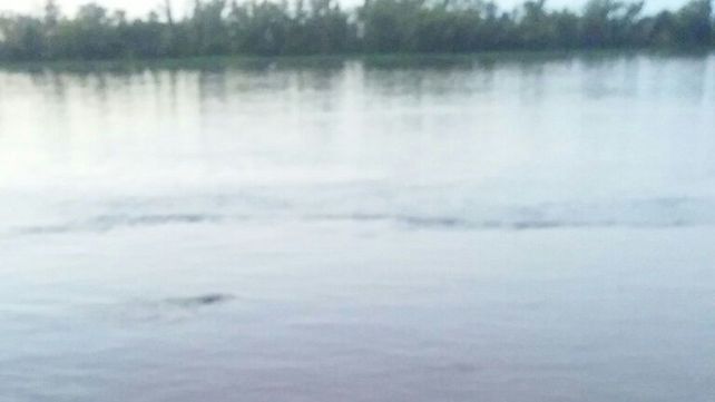 Tecnópolis dejó de ser la atracción y un animal en el río se llevó todas las miradas