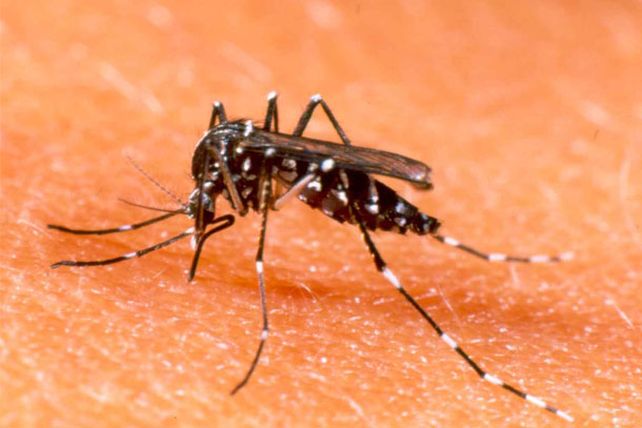 Alerta por casos de dengue en Santa Fe