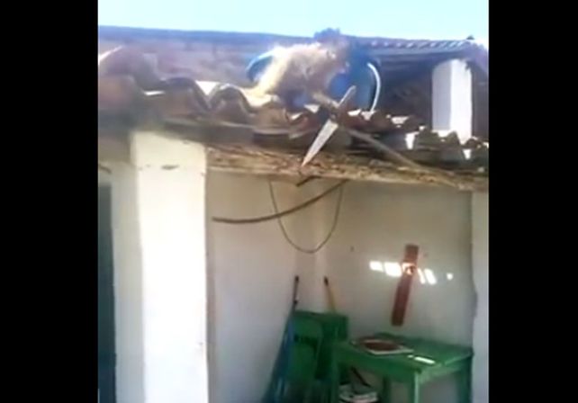 Un mono armado y borracho causó pánico en Brasil