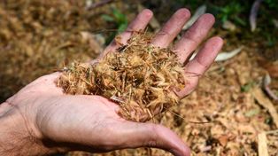 Los restos de los frutos de los plátanos tiñeron de marrón varias calles de la ciudad.