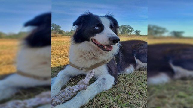 Mascotas consentidas: un mercado que no para de crecer