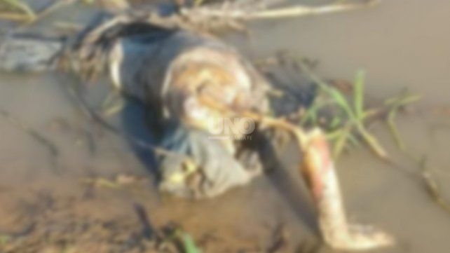Cuerpo encontrado a la orilla del Ubajay