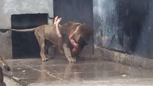 Sacrifican a dos leones de un zoológico para frenar el intento de suicidio de un joven