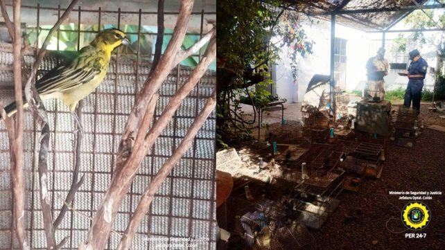 Secuestraron 80 aves autóctonas y desarticularon un criadero ilegal en Villa Elisa