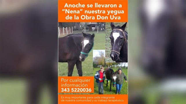 Don Uva: robaron una yegua utilizada para equinoterapia