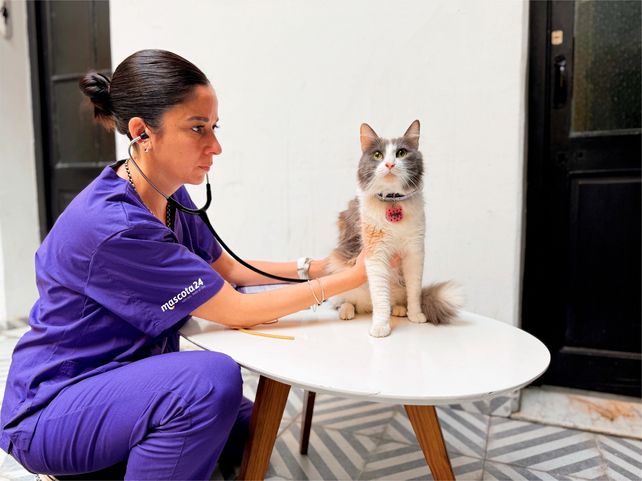 Mascota 24 brinda atención a domicilio en los hogares y cobertura para mascotas.