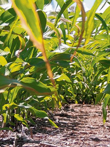 Granos: el maíz sostiene las ventas y el trigo enfrenta el desafío de la nueva cosecha
