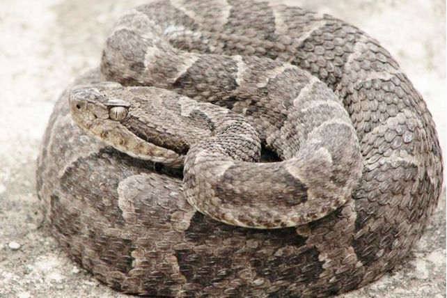 “Hay una característica única que diferencia las yarará de las serpientes no venenosas”