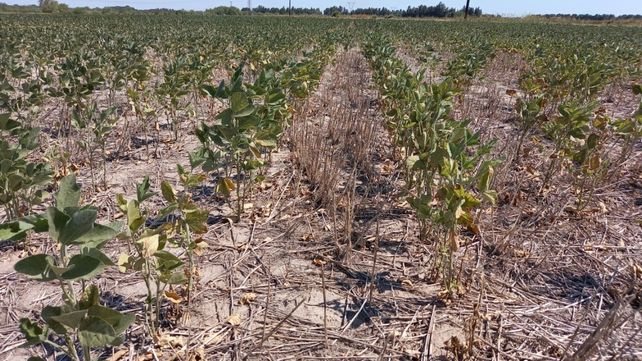 En Santa Fe analizan prorrogar la emergencia agropecuaria por sequía hasta marzo de 2024