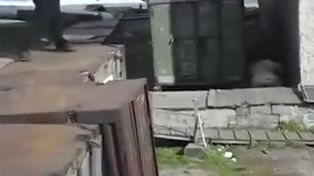 Indignación por el video de un hombre arrojando un indefenso perro a un oso polar