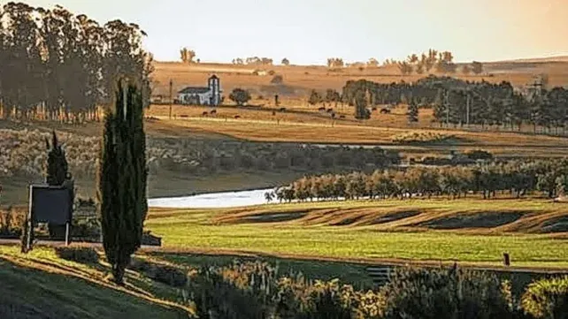 Uruguay invita a descubrir el mundo del aceite de oliva entre paisajes