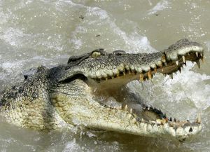 Cocodrilos atacaron un barco, un pescador murió y otro de 72 años sobrevivió arrojando herramientas