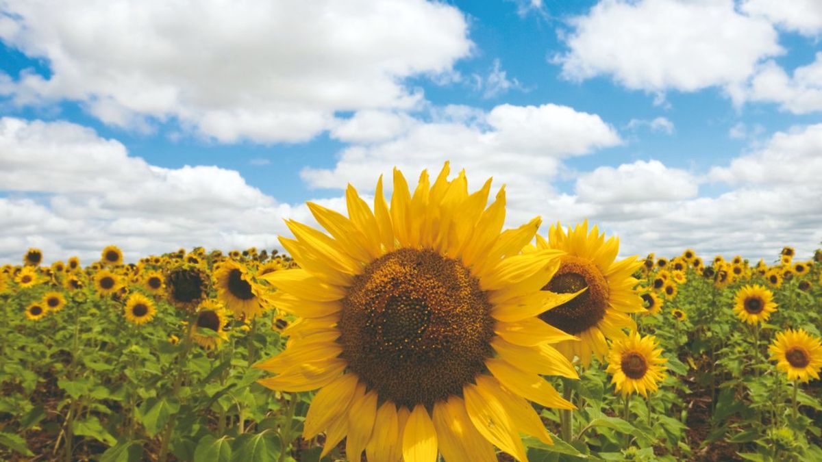 El girasol le pelea el título de vedette a la soja en la zona núcleo