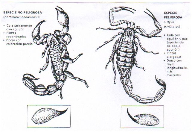 Alertarán sobre alacranes, dengue, zika y fiebre chikungunya