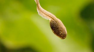 ¿El estrés puede cambiar la forma del cuerpo?