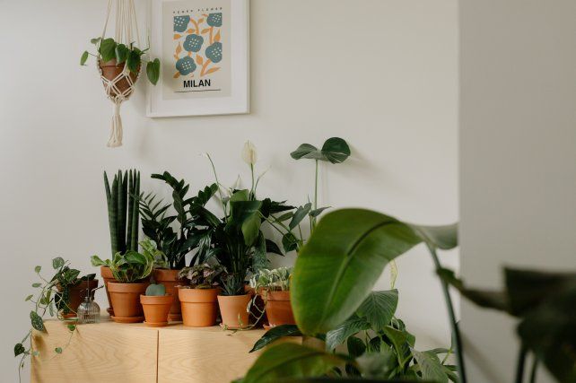Hay muchas opciones para sumar plantas a espacios interiores.