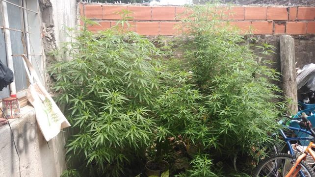 Las plantas de cannabis secuestradas durante los allanamientos.&nbsp;