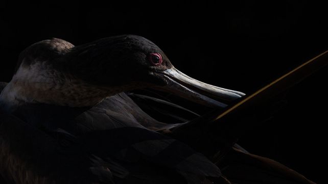 Imágenes ganadoras del concurso Bird Photographer of the Year 2020