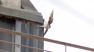 Una lechuza quedó atrapada en el techo de un edificio céntrico y los bomberos la rescataron