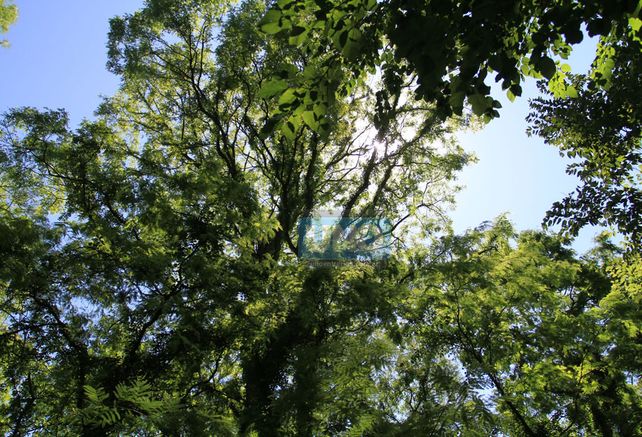 Restos de la casona embrujada de Tezanos Pinto.  Foto UNO/Juan Ignacio Pereira