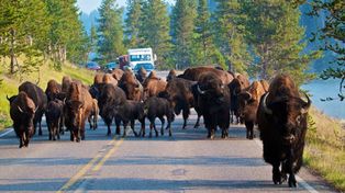 Estados Unidos sacrificará entre 600 y 900 bisontes para contener una enfermedad