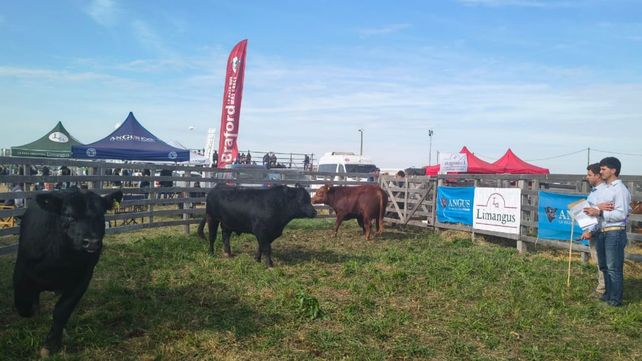 La ganadería desbordó los corrales de Agroactiva