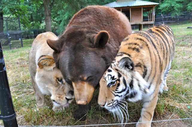 Un oso, un león y un tigre se vuelven mejores amigos, tras ser rescatados de un traficante
