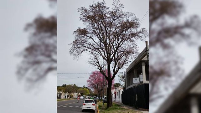 Advirtierten sobre el avanzado deterioro de este ejemplar escaso. Está ubicado en avenida Ejército. Una obra en construcción podrían estar afectando su salud