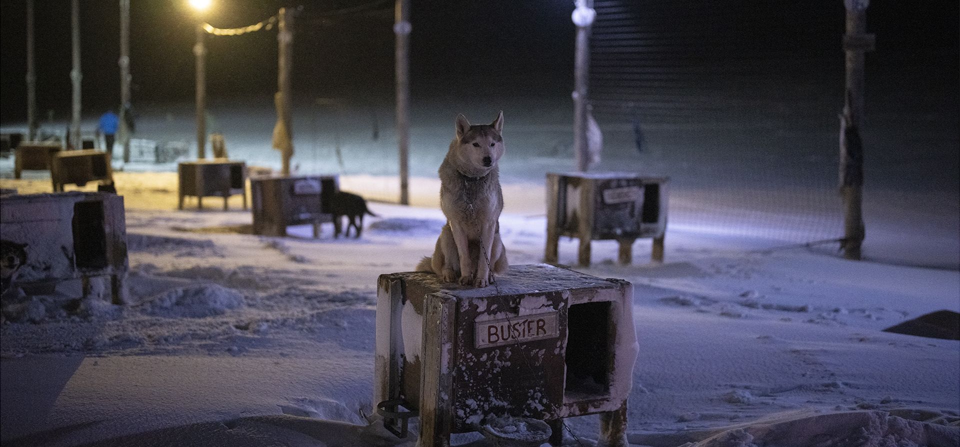Un perro se sienta encima de su refugio en un patio en Bolterdalen, Noruega, el martes 10 de enero de 2023. El patio está ubicado a media docena de millas del pueblo principal en Svalbard, un archipiélago noruego tan cerca del Polo Norte que el invierno está envuelto en una oscuridad ininterrumpida. (Foto AP/Daniel Cole)