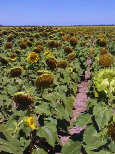Con nuevas inversiones y exportaciones en alza, el complejo girasolero consolida su expansión