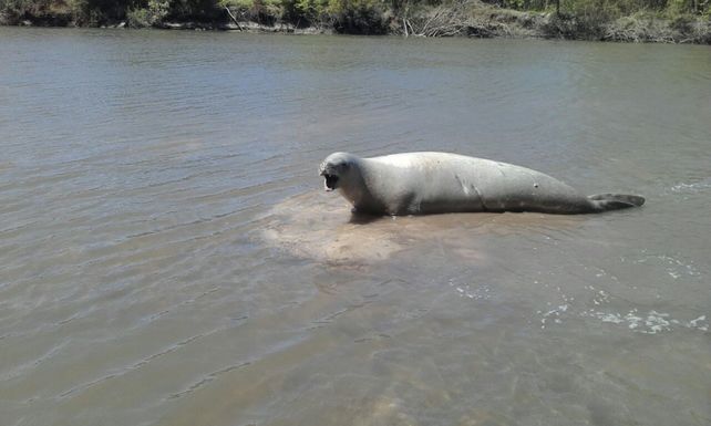 Apareció otro lobo marino en Gualeguaychú