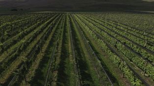 Balcarce pasa a ser geografía destacada para la producción de vino de alta gama