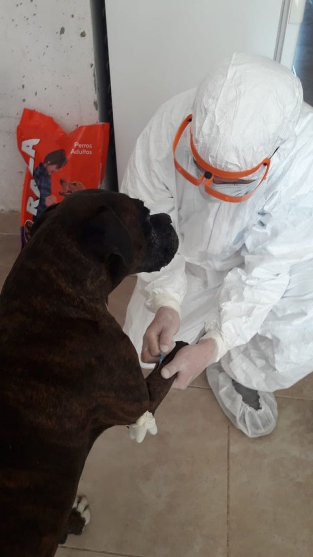 Investigación nacional: en Santa Fe buscan animales para testear por coronavirus