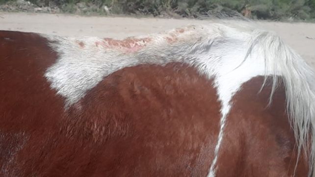 Paraná: rescataron dos caballos en avanzado estado de desnutrición